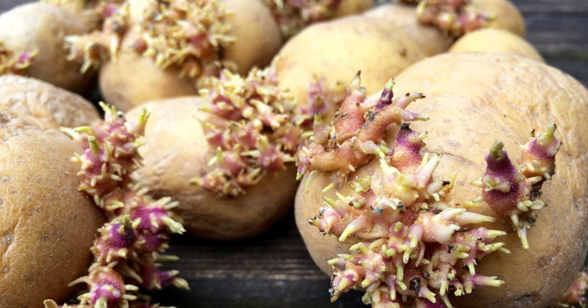 Comment redonner vie à vos pommes de terre germées
