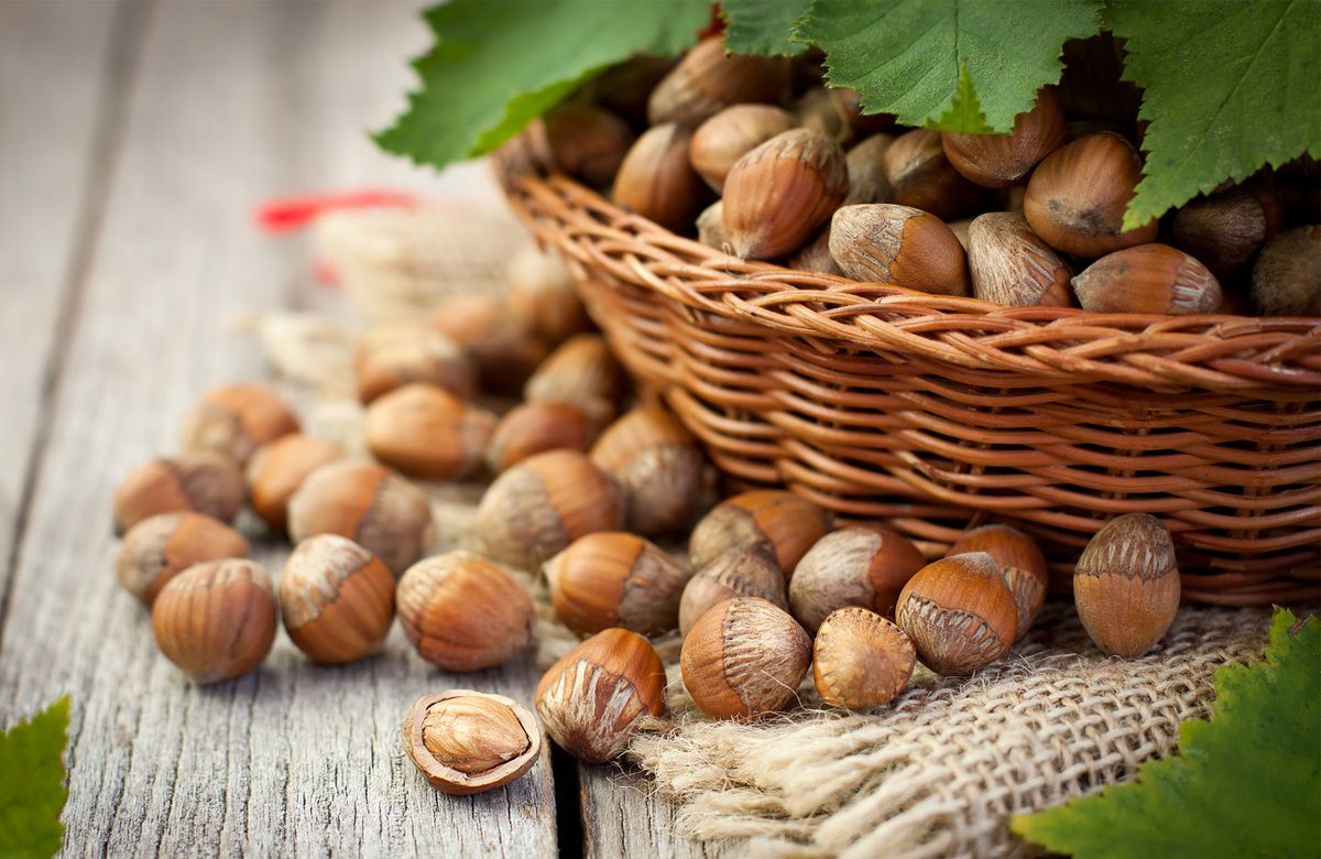 Réussir la récolte des noisettes : un guide complet pour le jardinier enthousiaste