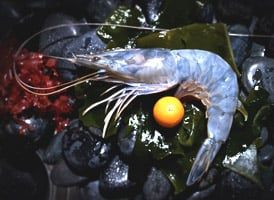 Découverte de l'Obsiblue : la crevette bleue qui enchante nos papilles