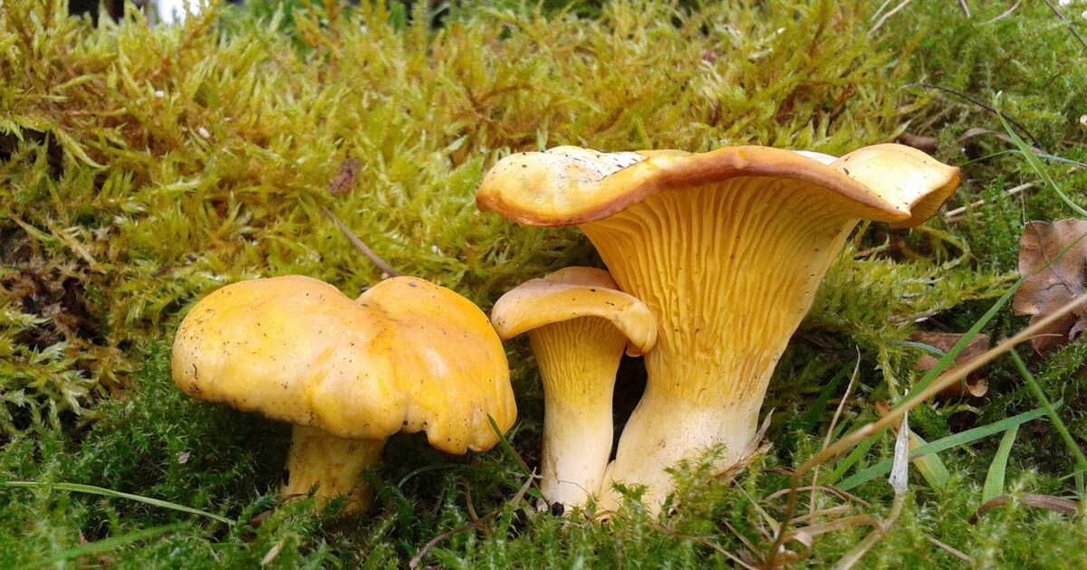 La girolle, un trésor automnal à découvrir