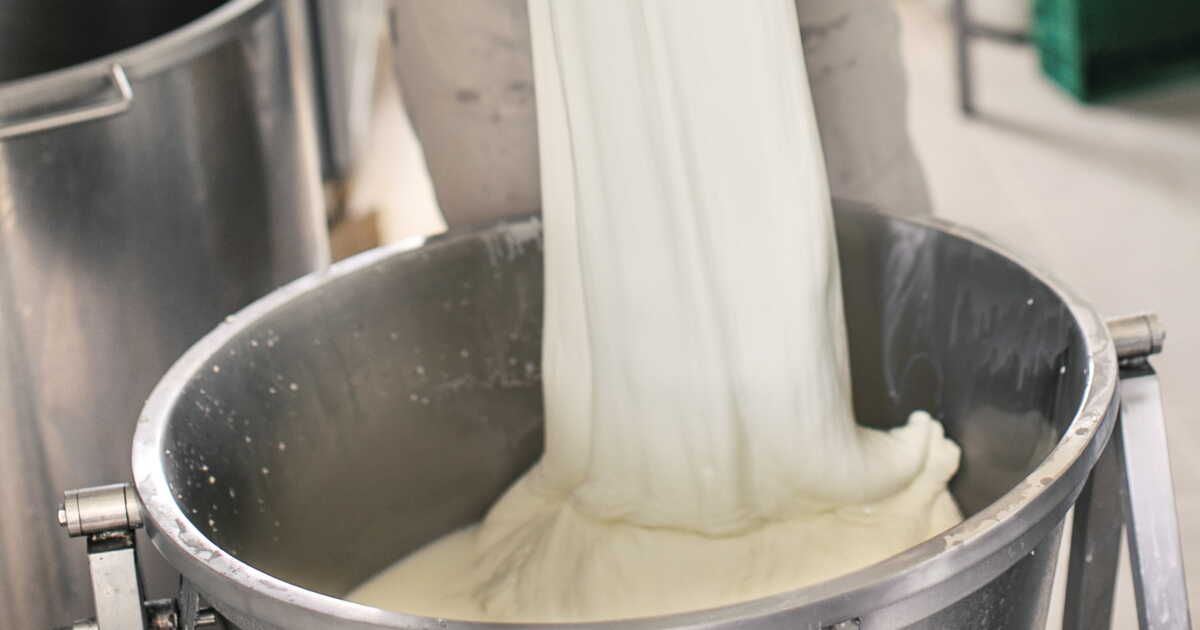 À la découverte de la mozzarella : l'art de la fabrication en Languedoc