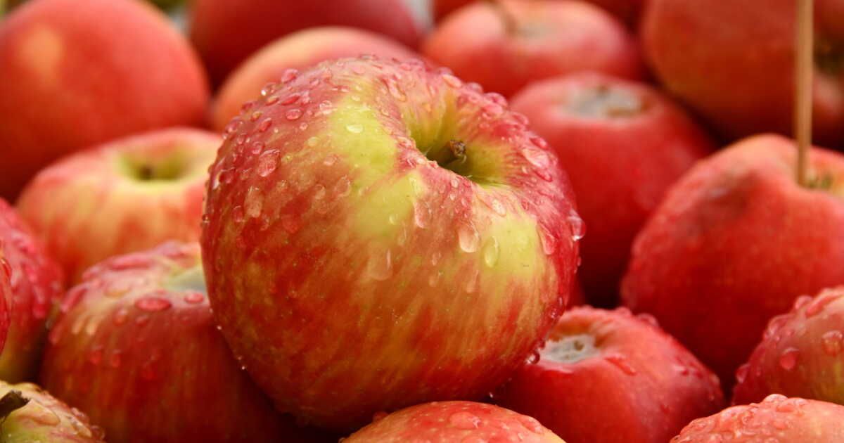 Un flan aux pommes sans sucre pour un dessert léger et savoureux