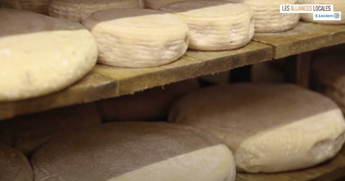 À la découverte du fromage de Bergues : un trésor du terroir