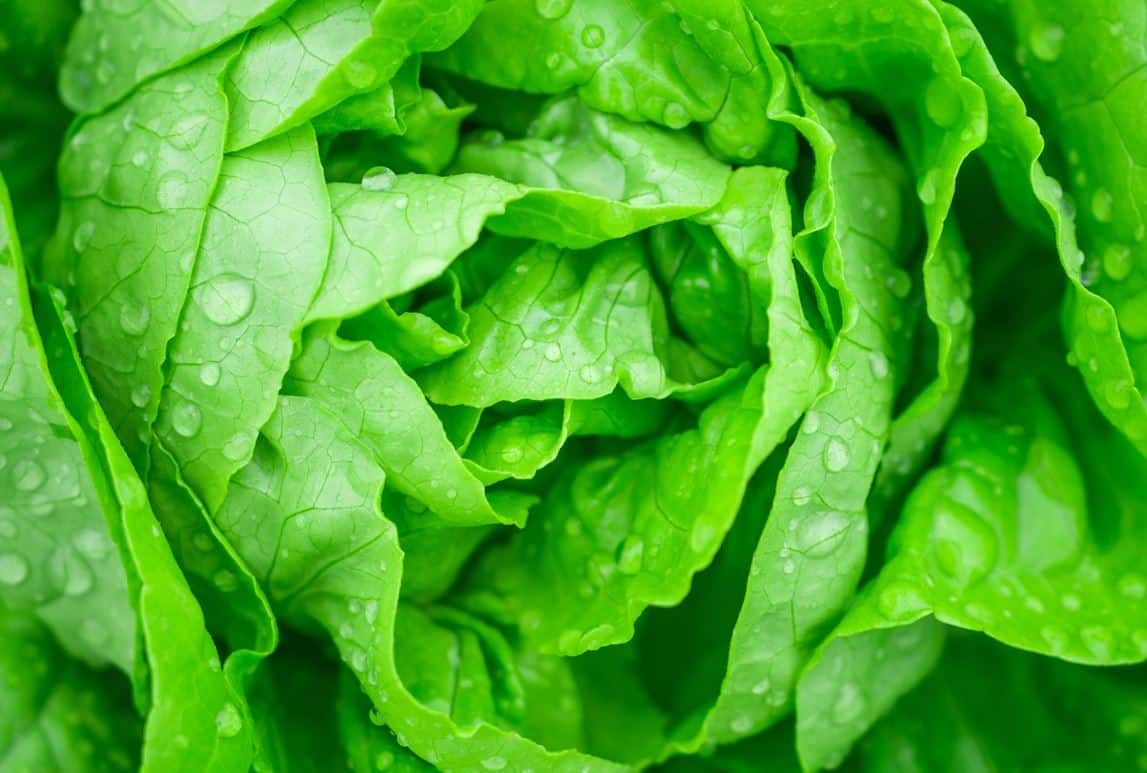 Conservez votre salade fraîche avec ces 9 astuces incontournables