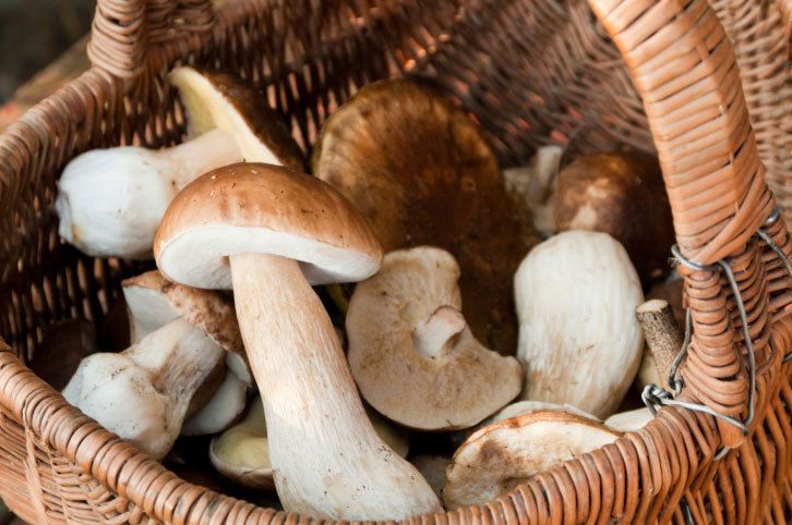 À la découverte des champignons : attention aux dangers