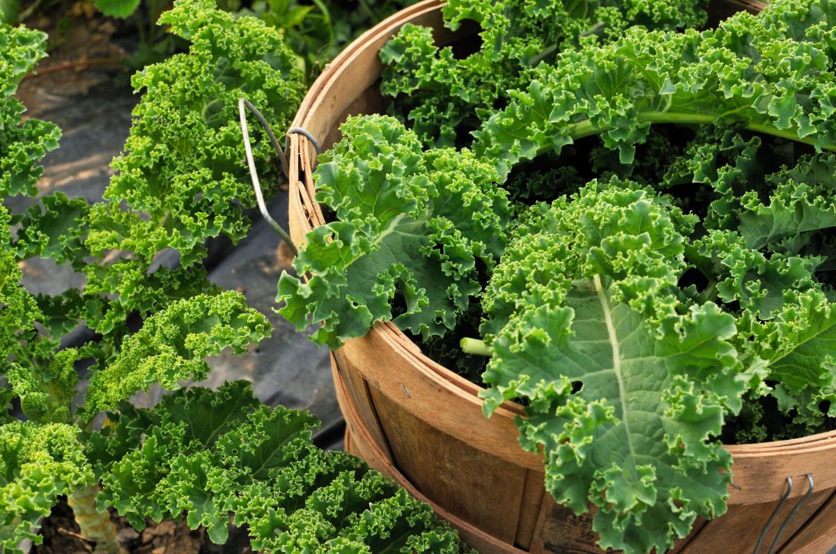 Chou kale : un trésor de santé à découvrir